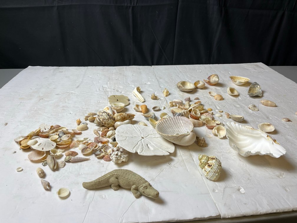 Seashells and Sand Dollars