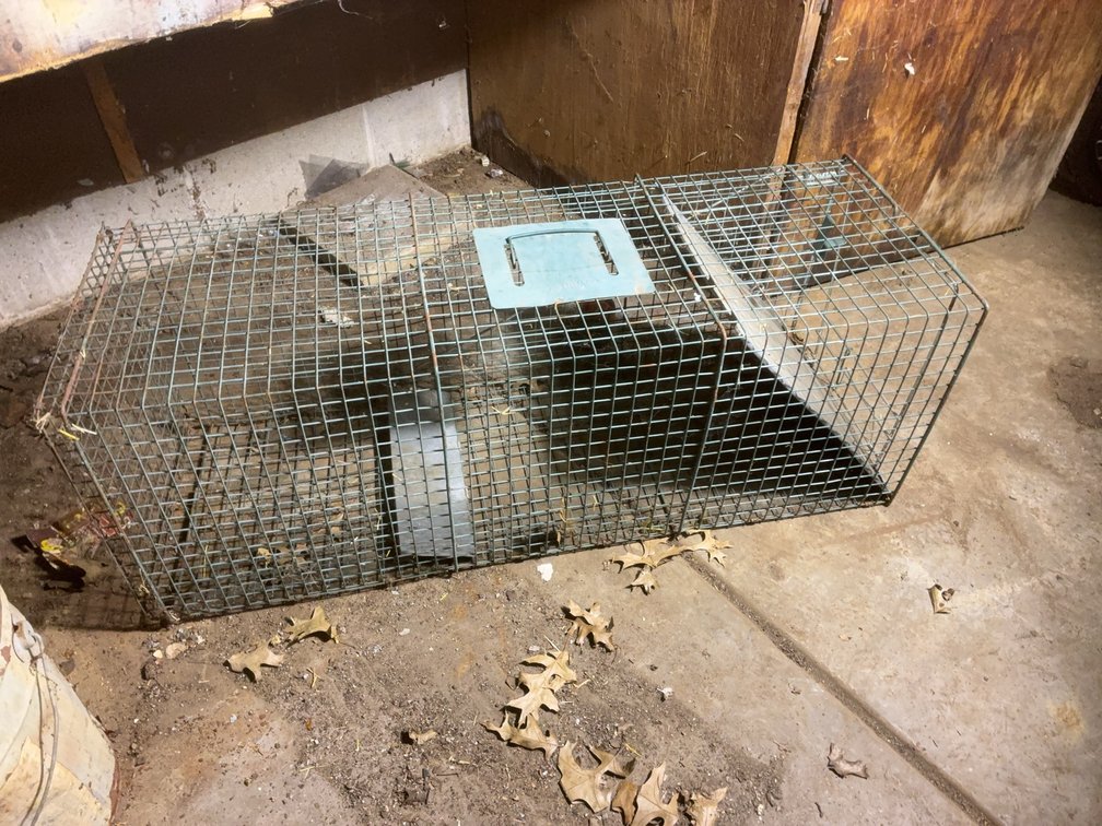 Wire Live Animal Trap Cage, 42 x 15 x 15 Inches