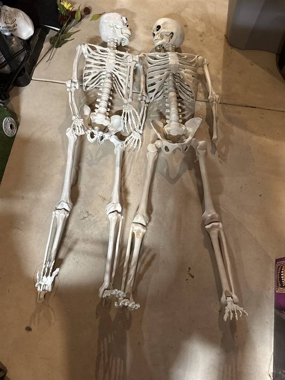 Plastic Skeleton Halloween Props