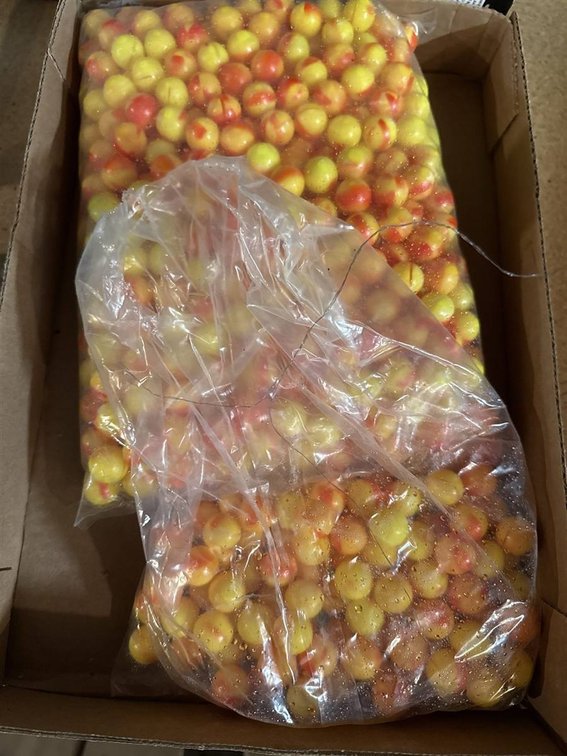 Bag of Orange and White Paintballs