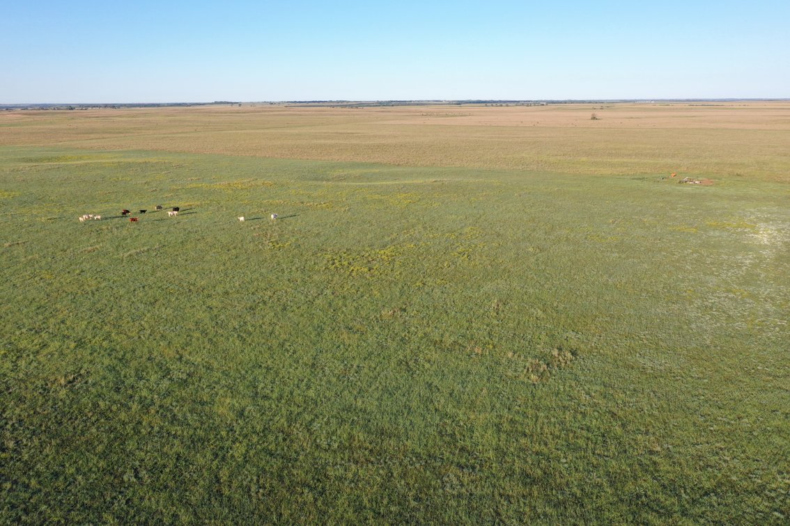 Image for Northern Holt County Hard Grass Quarter