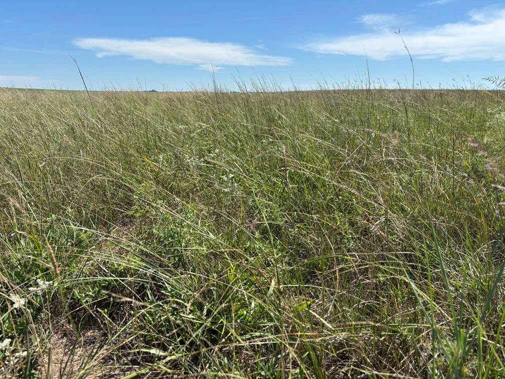 Image for Northern Holt County Hard Grass Quarter