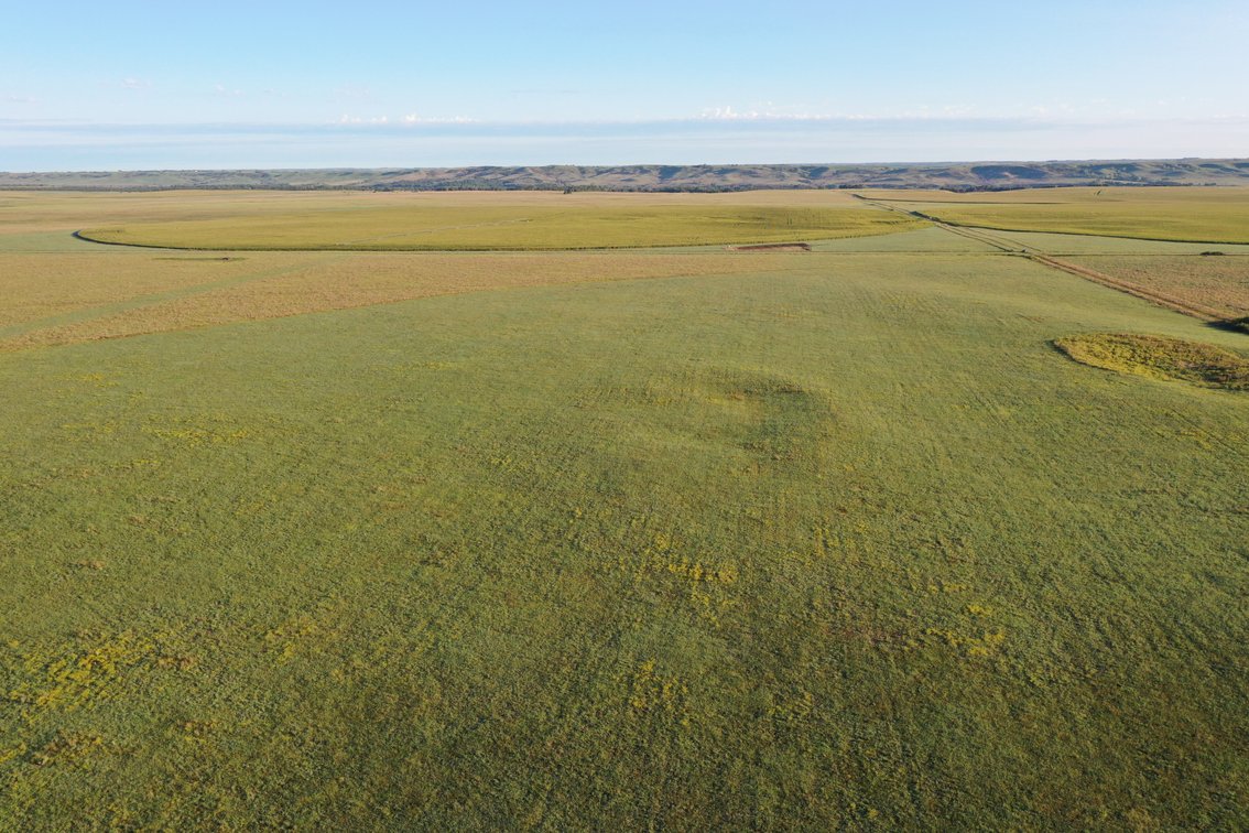 Image for Northern Holt County Hard Grass Quarter