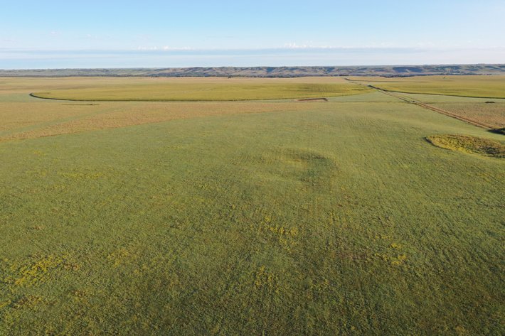 Image for Northern Holt County Hard Grass Quarter