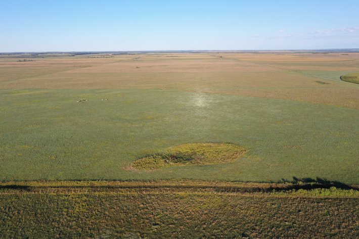 Image for Northern Holt County Hard Grass Quarter