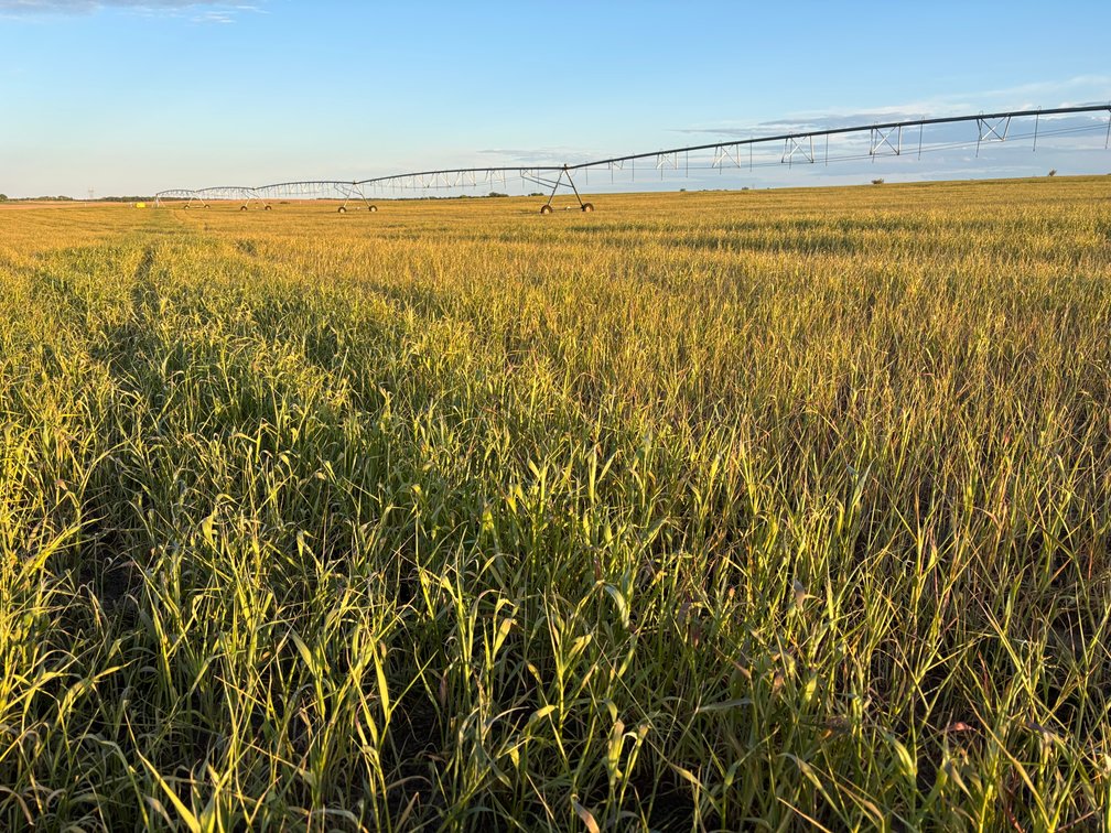 Image for 160+/- Acres in Holt County East of Page, NE