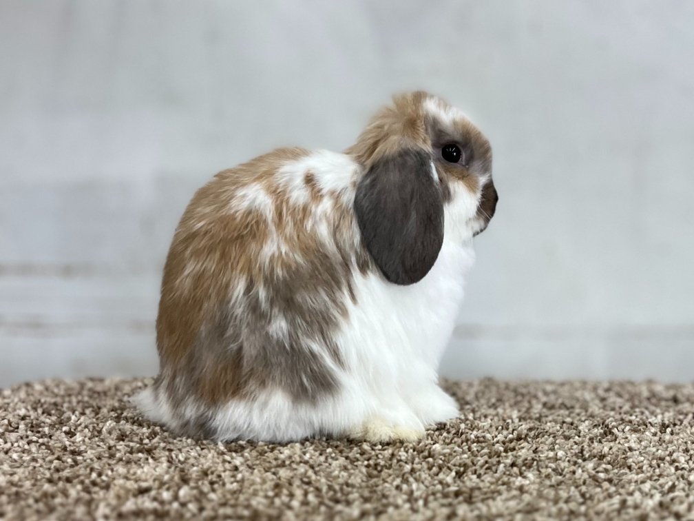 Holland Lop Rabbit - Broken Tort Jr. Buck
