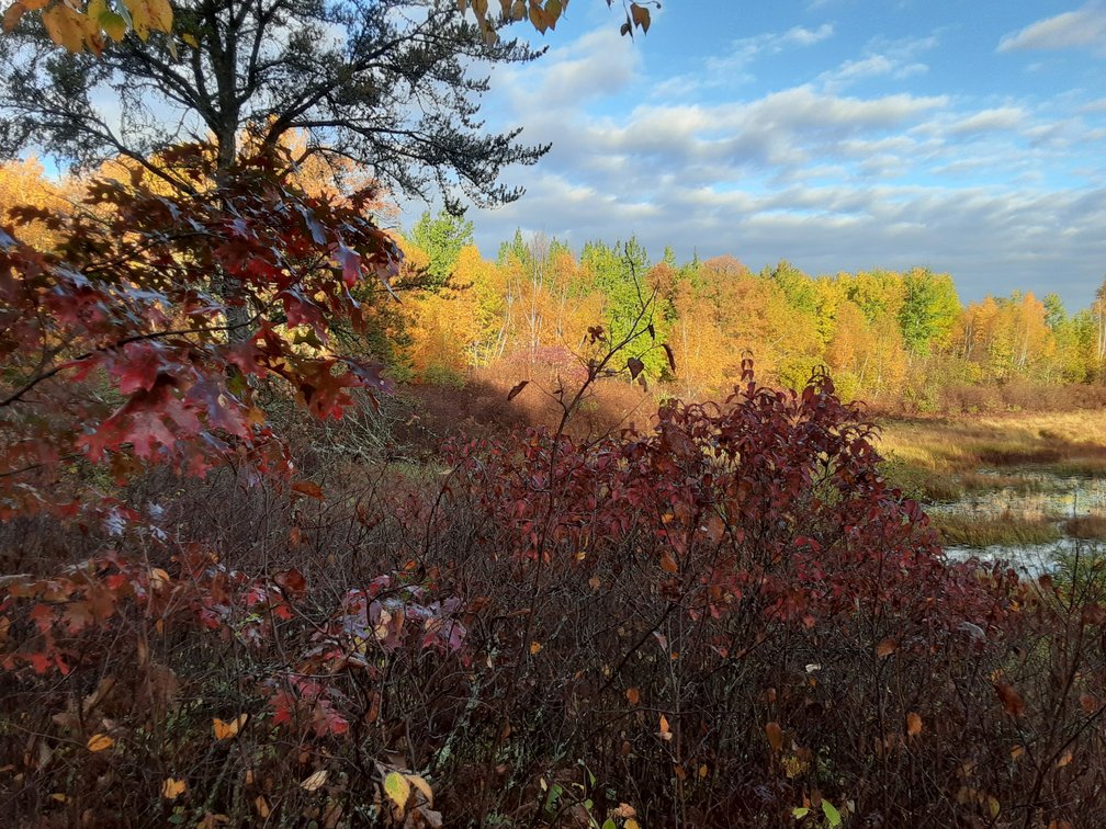 Image for Hunting/Recreation Land Hubbard County MN Online Only Auction