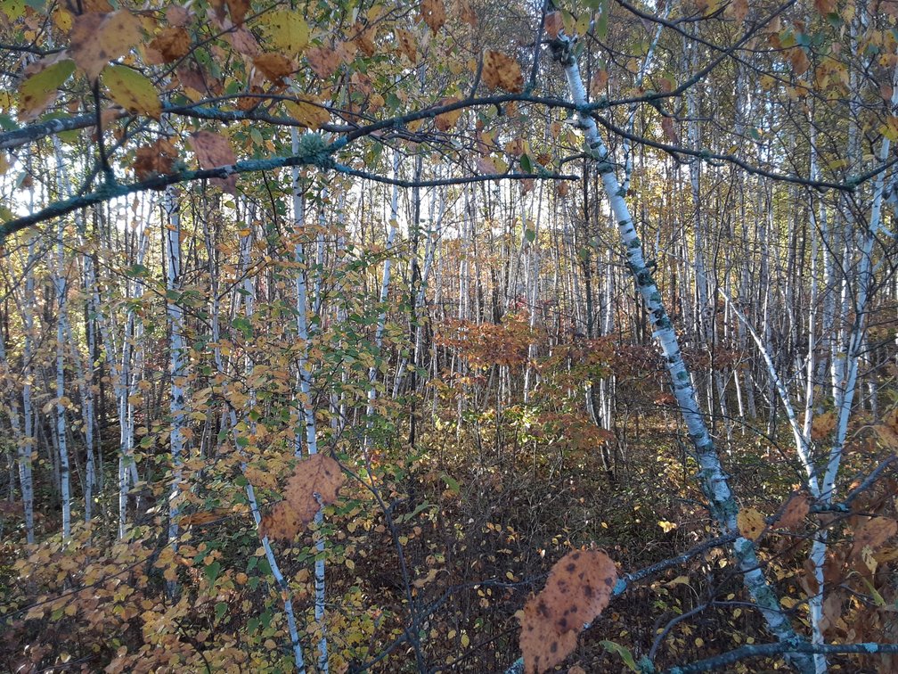 Image for Hunting/Recreation Land Hubbard County MN Online Only Auction