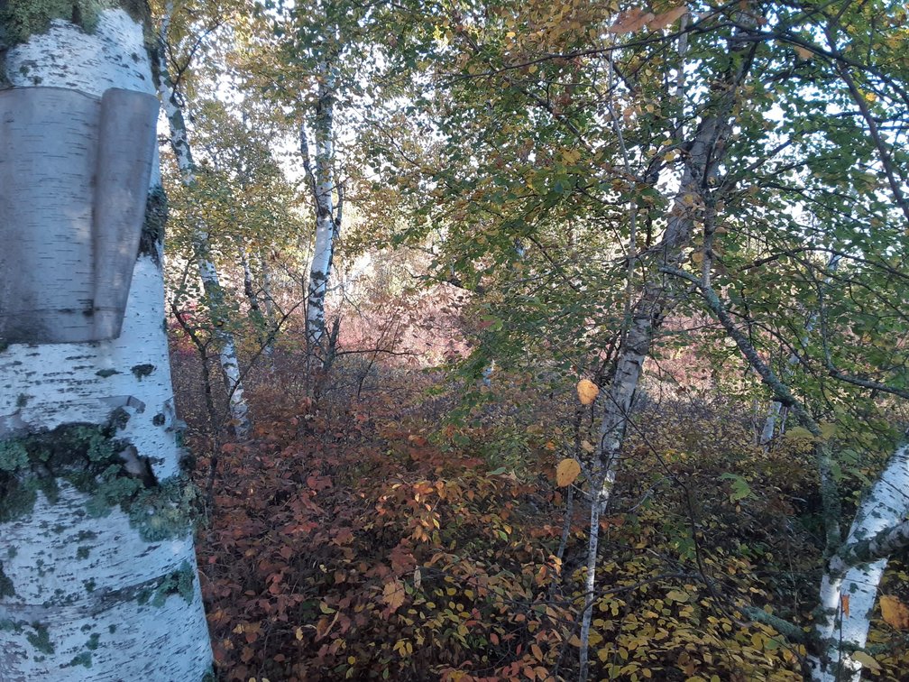 Image for Hunting/Recreation Land Hubbard County MN Online Only Auction