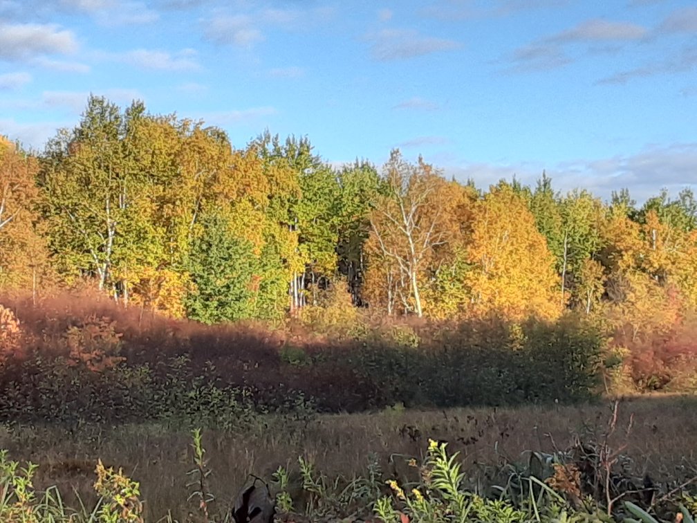 Image for Hunting/Recreation Land Hubbard County MN Online Only Auction
