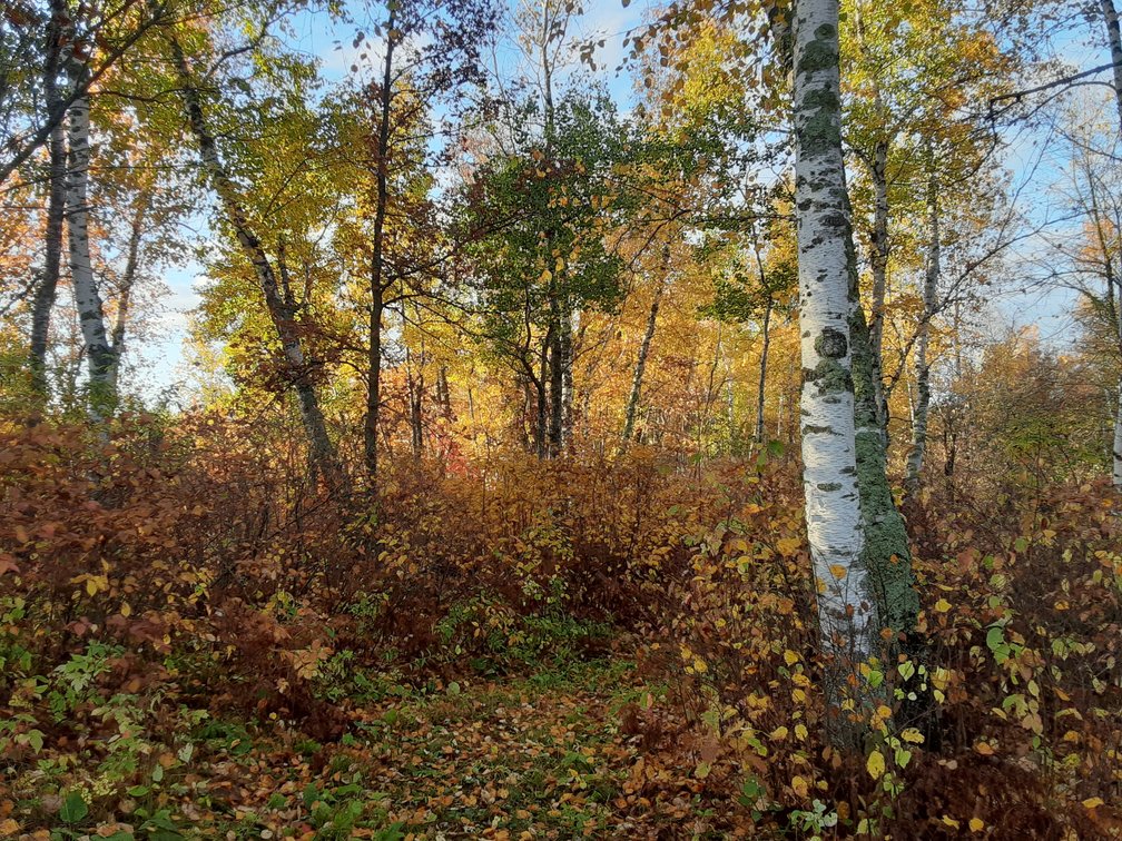 Image for Hunting/Recreation Land Hubbard County MN Online Only Auction