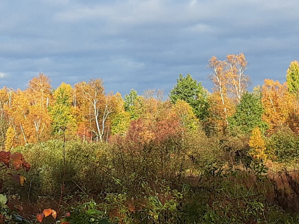 Image for Hunting/Recreation Land Hubbard County MN Online Only Auction