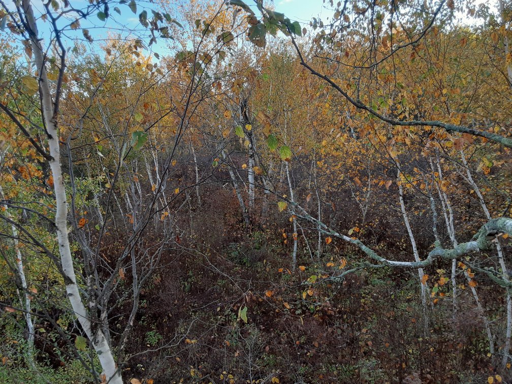 Image for Hunting/Recreation Land Hubbard County MN Online Only Auction