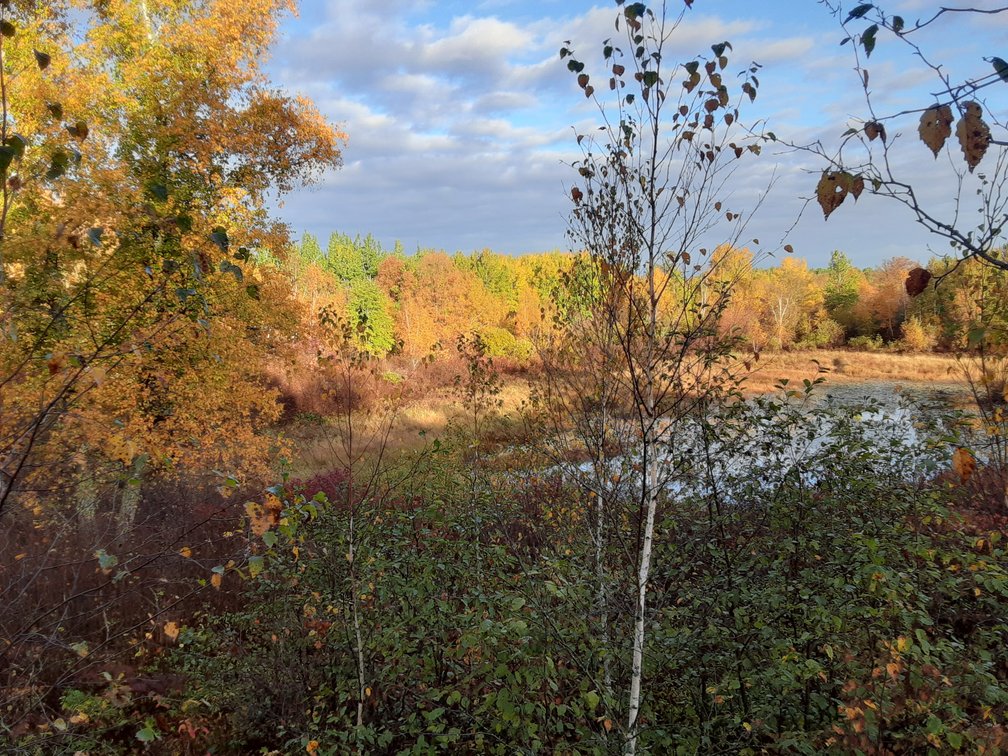 Image for Hunting/Recreation Land Hubbard County MN Online Only Auction