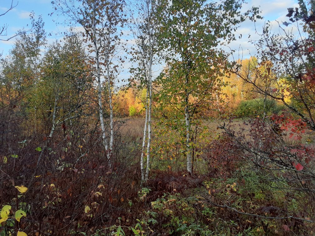 Image for Hunting/Recreation Land Hubbard County MN Online Only Auction