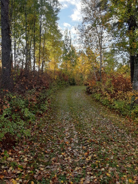 Image for Hunting/Recreation Land Hubbard County MN Online Only Auction