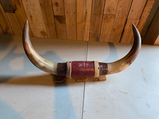 Image for BULL HORN ORNAMENT