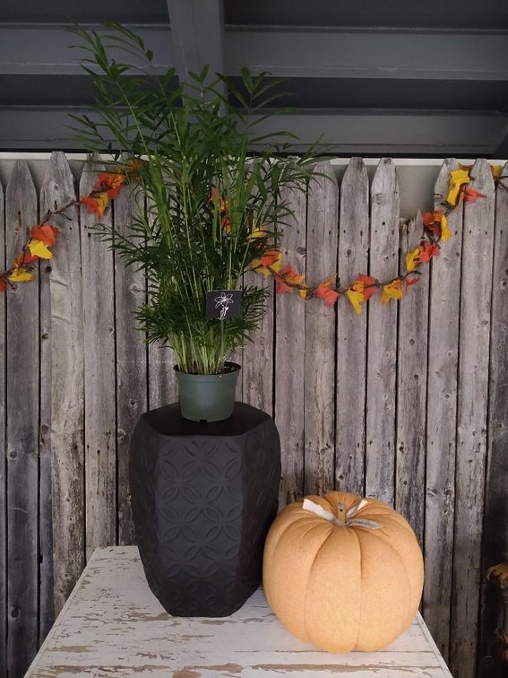 INDOOR PLANT STAND AND PUMPKIN. BLACK PLANT STAND, APPROXIMATELY 18 INCHES TALL. CLOTH PUMPKIN HOUSE