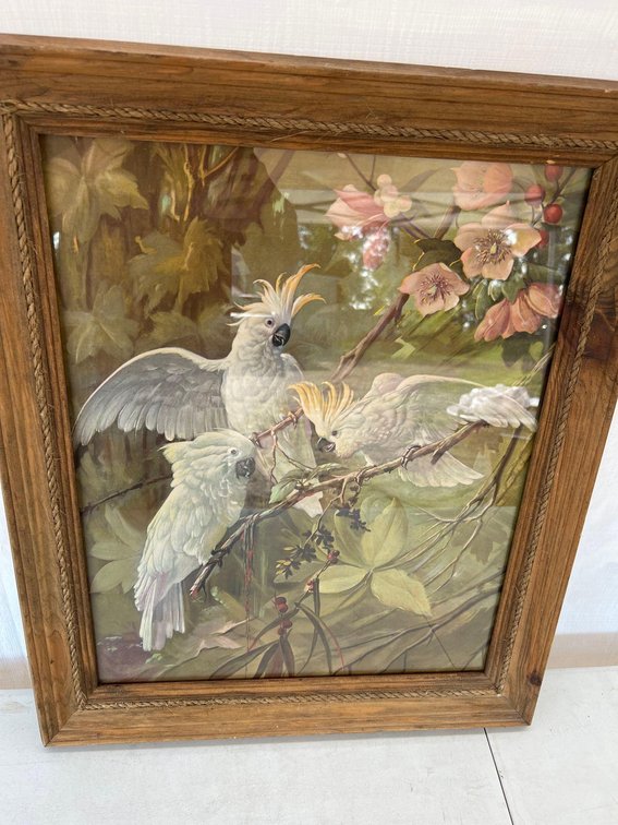 (I-66) VINTAGE FRAMED 1950'S 3 COCKATIELS LITHOGRAPH