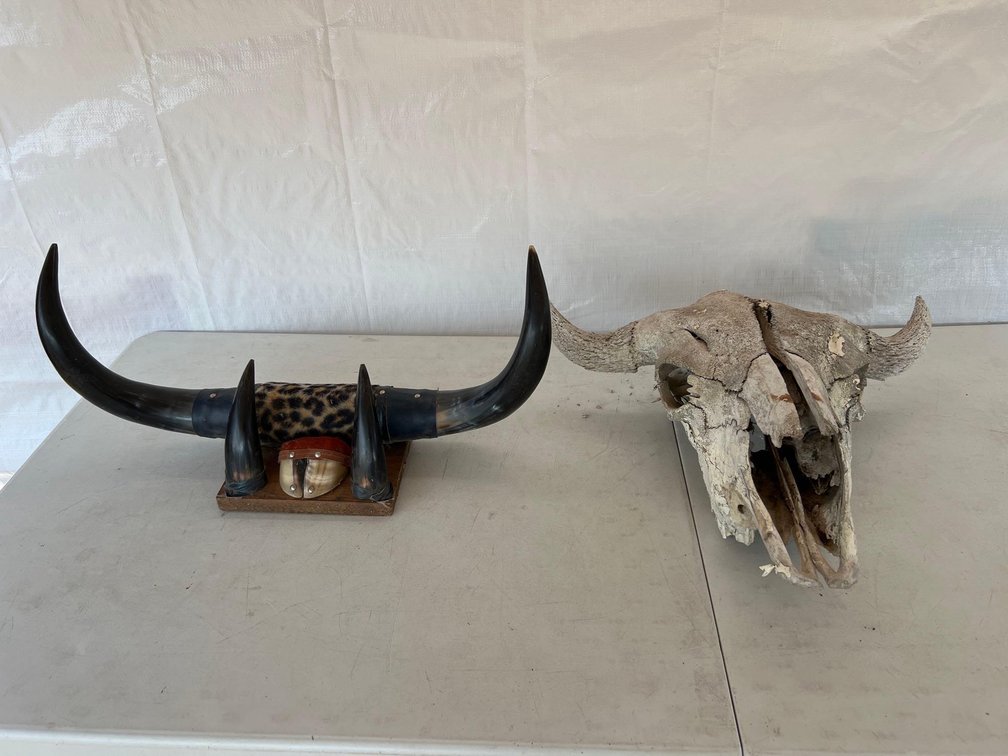 (I-79) BOX WITH SET OF STEER HORNS AND A BUFFALO SKULL
