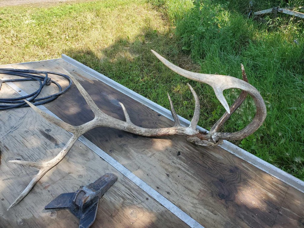 (I-13A) ELK ANTLERS