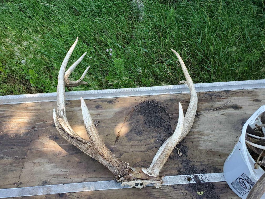 (I-16A) ELK ANTLERS