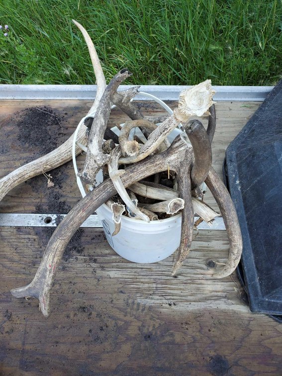 (I-17A) ASSORTMENT OF ANTLERS 