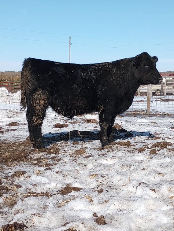 (I-532) (LOCATED NEAR BENSON, MN) DOUBLE J IRON-MINE: (DOB: 2-24-22) BW: 85; WW: 630; SIRE: CCR BOUL