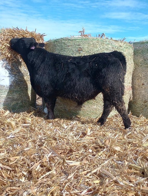 (I-533) (LOCATED NEAR BENSON, MN) DOUBLE J PRODUCTIVE: (DOB: 2-8-22) BW: 83; WW: 630; SIRE: SCHEIFEL