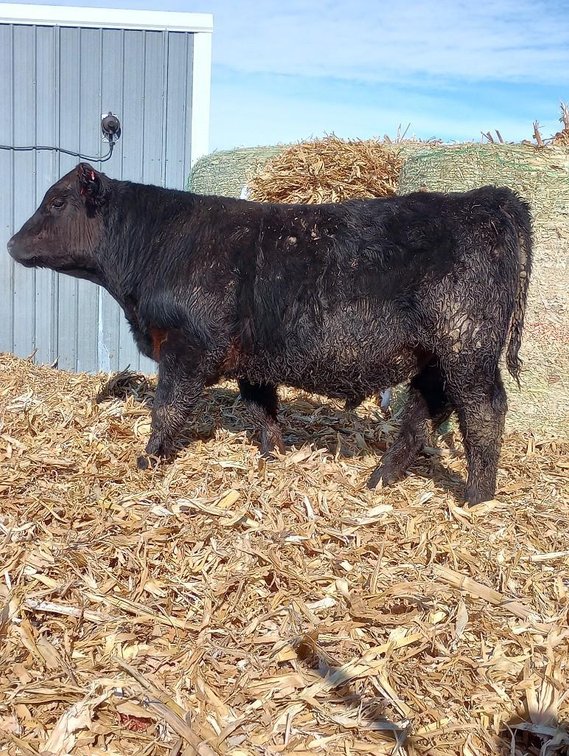 I-534: (LOCATED NEAR BENSON, MN) DOUBLE J HORSEPOWER: (DOB: 2-11-22) BW: 90; WW: 620; SIRE: DL DIESE