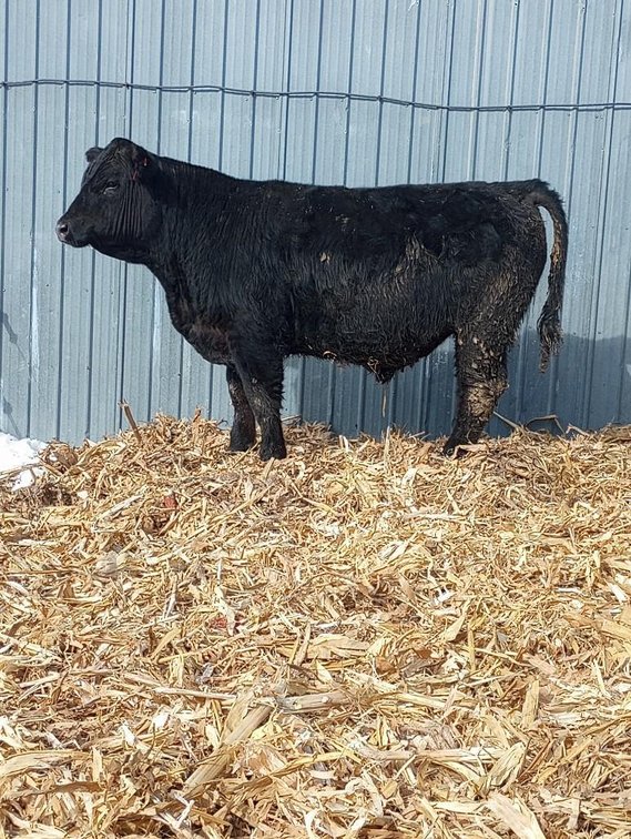(I-535) (LOCATED NEAR BENSON, MN) DOUBLE J GALAXY: (DOB: 2-20-22) BW: 80; WW: 570; SIRE: BRIDLE BIT 