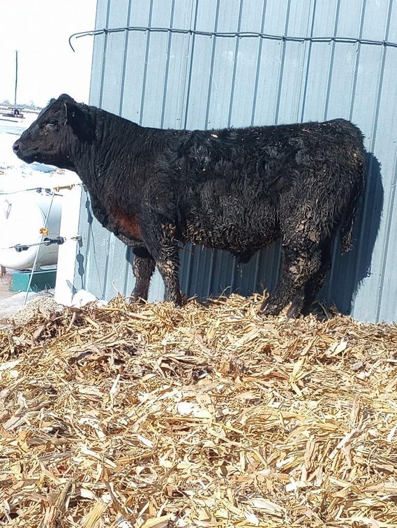 (I-536) (LOCATED NEAR BENSON ,MN) DOUBLE J LEGEND: (DOB: 1-25-22) BW: 70; WW: 570; SIRE: OMF EPIC; D