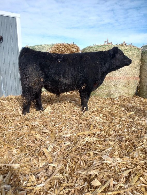 (I-537) (LOCATED NEAR BENSON, MN) DOUBLE J STONE COLD: (DOB: 3-23-22) BW: 78; WW: 540; SIRE: CCR BOU
