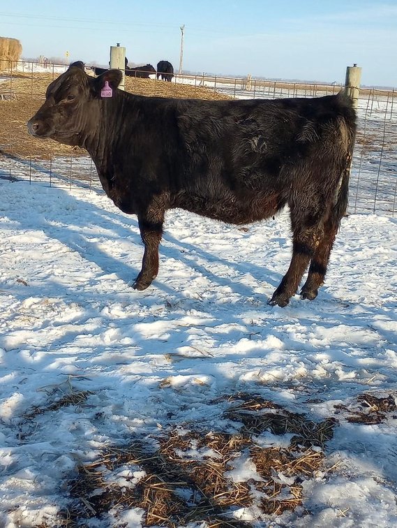 (I-540) (LOCATED NEAR BENSON, MN) DOUBLE J NEON: (DOB:4-6-22) BW: 60; SIRE: HOOK’S BEACON; DAM: DOUB