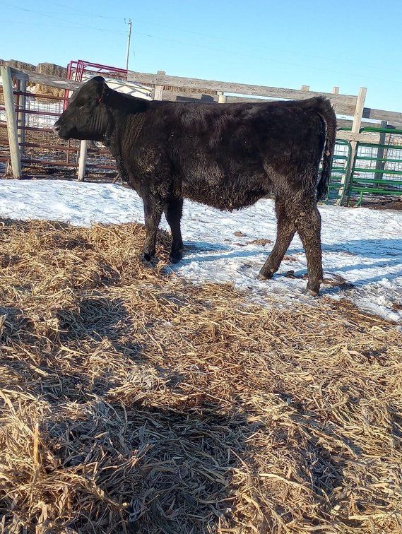 (I-541) (LOCATED NEAR BENSON, MN) DOUBLE J FLIRTY: (DOB:4-7-22) BW: 70; SIRE: DOUBLE J STOCKBROKER; 