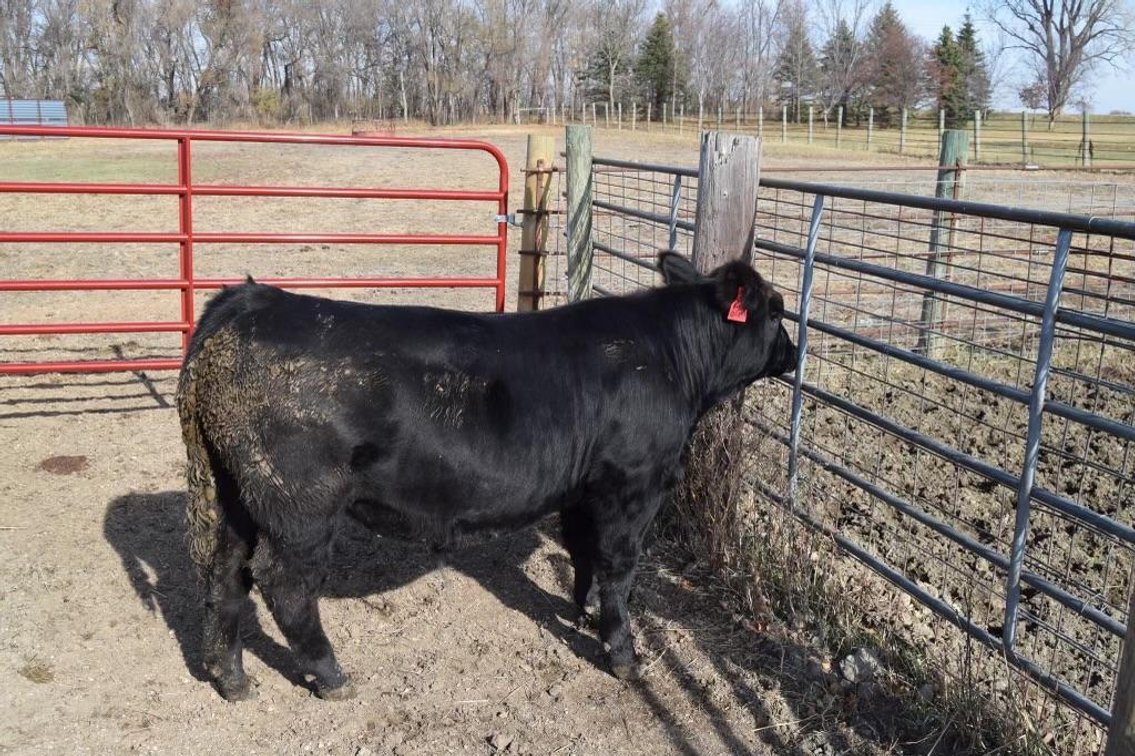 (I-737) (LOCATED NEAR MORRIS, MN​​​​​​​) GOOD DISPOSITION - GOOD GROWTH - GOOD STRUCTURE, CHECK OUT 