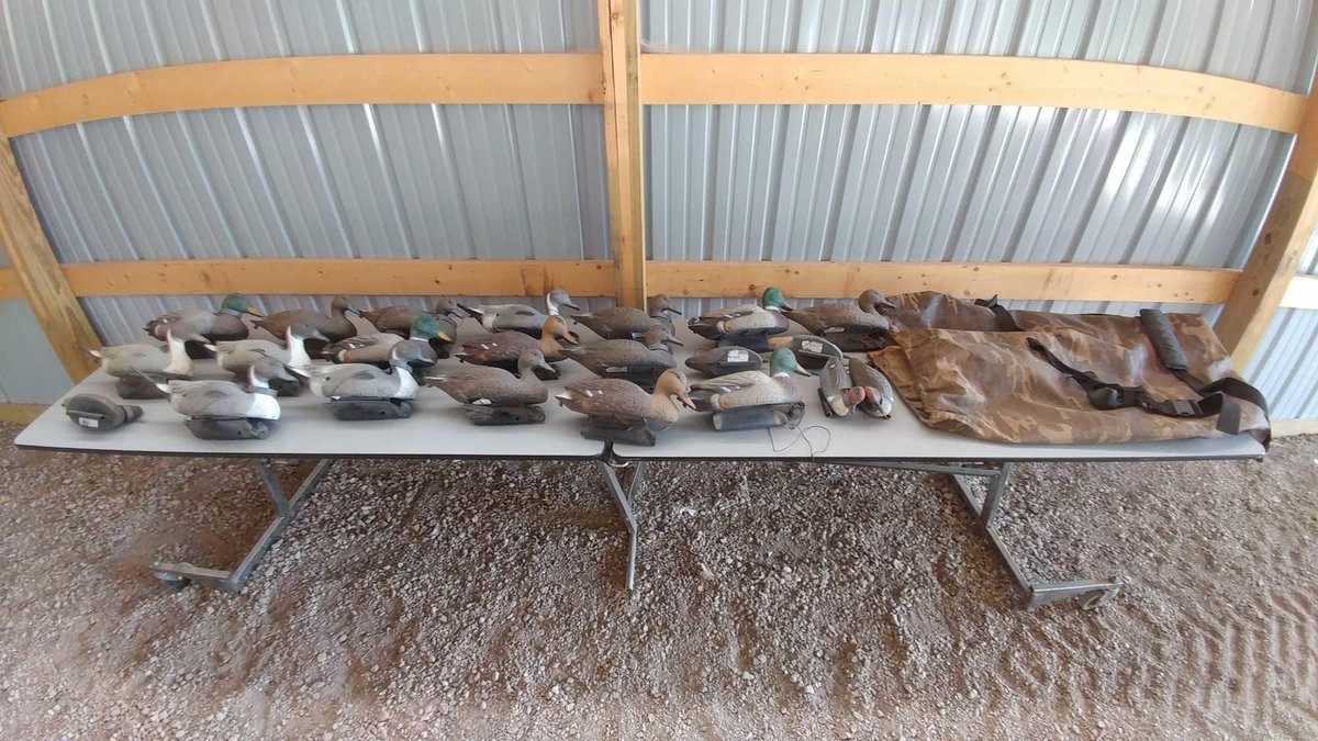 (I-8) LARGE ASSORTMENT OF DUCK DECOYS