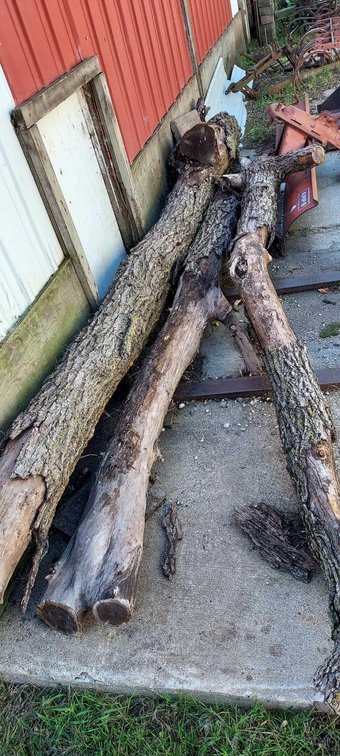 (3) BLACK WALNUT LOGS
