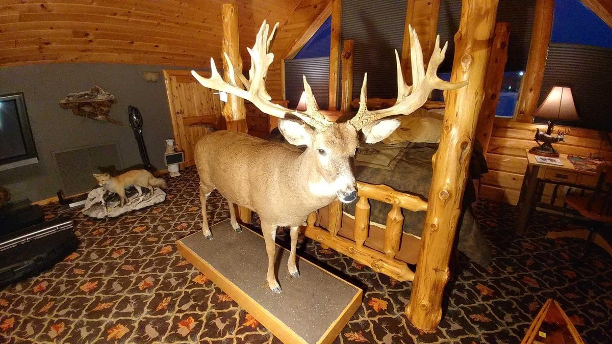 (A-3) FULL BODY MOUNT WHITE TAIL BUCK