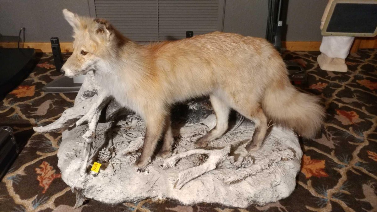 (A-3) FULL BODY STANDING RED FOX