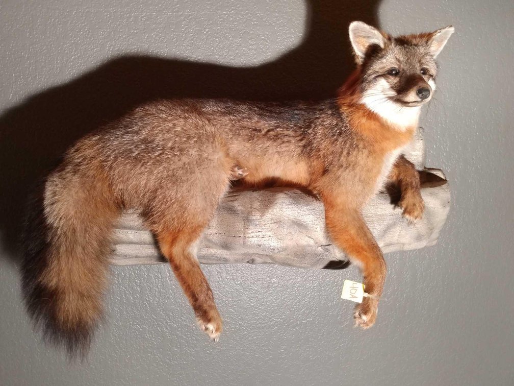 (A-3) LOUNGING FOX MOUNT