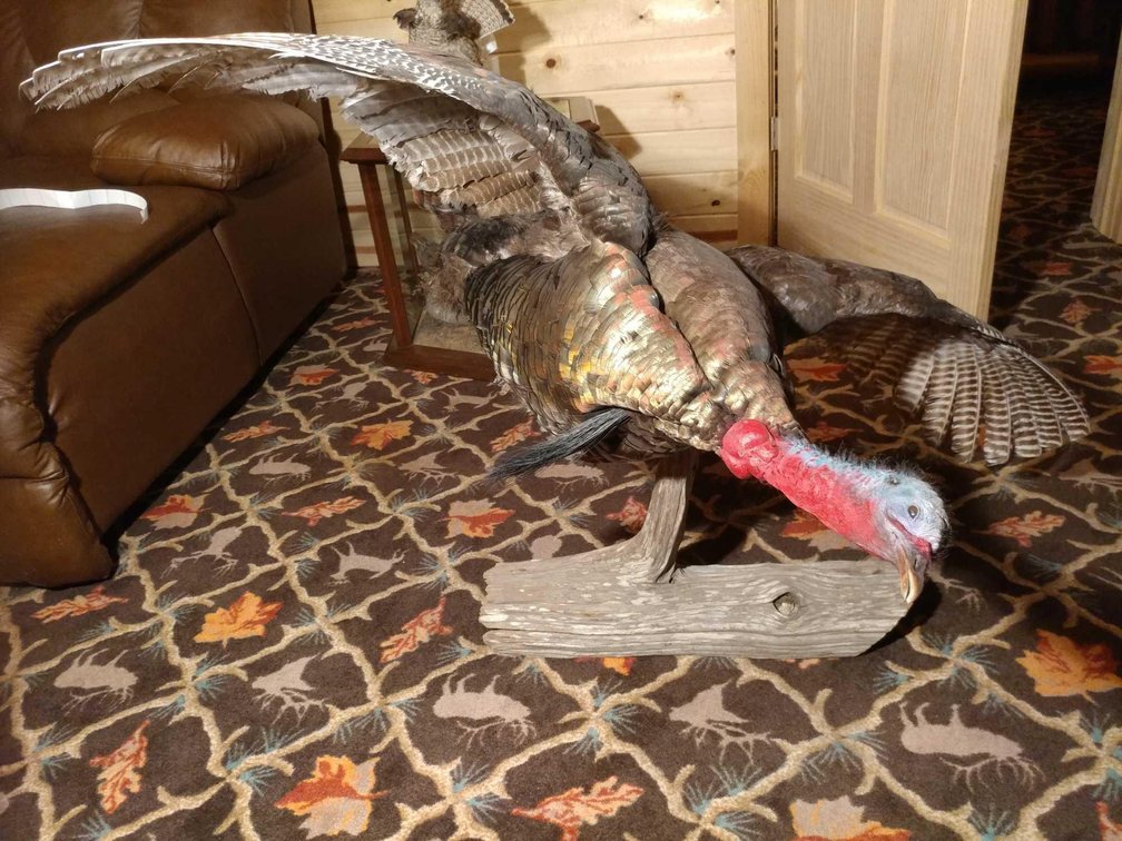 (A-3) HANGING TURKEY WALL MOUNT