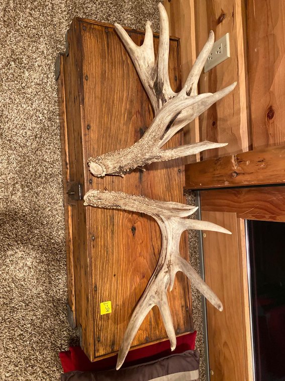  (A1-MANAGER) DEER ANTLERS 
