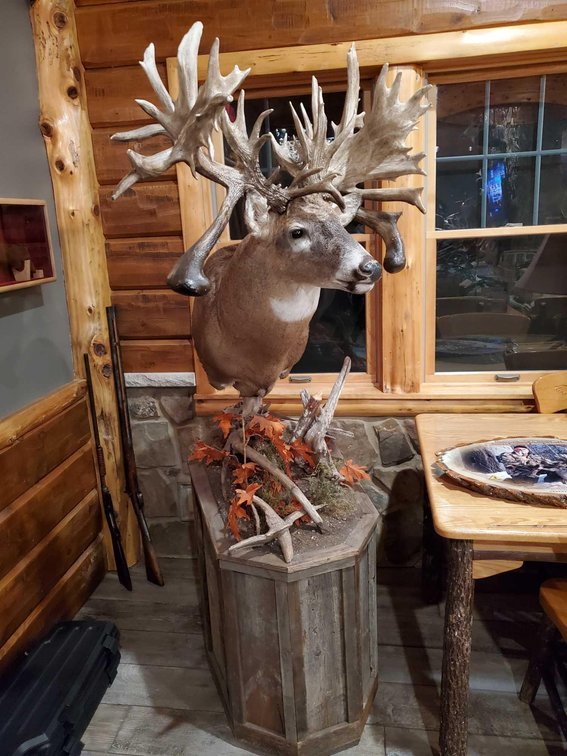 (A2) (REPLICA) DECEMBER  2013 WORLD RECORD BOW, WHITETAIL  SHOULDER MOUNT ON ROLLING BASE SCORED 402