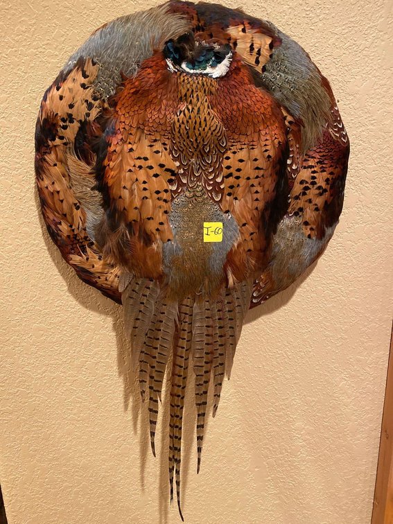 (A1-MANAGER) PHEASANT FEATHER WALL MOUNT