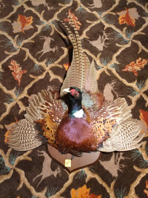 (A-3) TAXIDERMY PHEASANT WALL MOUNT (WING NEEDS REPAIR)