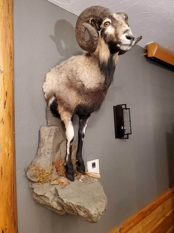 (A2) RAM HALF BODY MOUNT ON STONE DISPLAY 