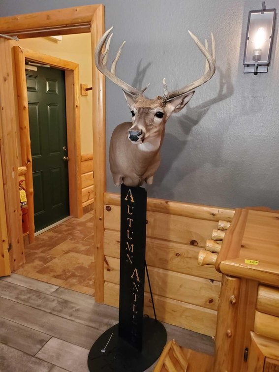 (A2) 10 POINT TYPICAL SHOULDER MOUNT WHITE TAIL ON METAL STAND 
