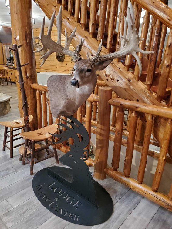(A2) NON TYPICAL  WHITETAIL SHOULDER MOUNT ON METAL STAND APROX 23 POINTS 